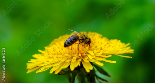 The bee collects pollen on yellow dandelion on the meadow in sunny day