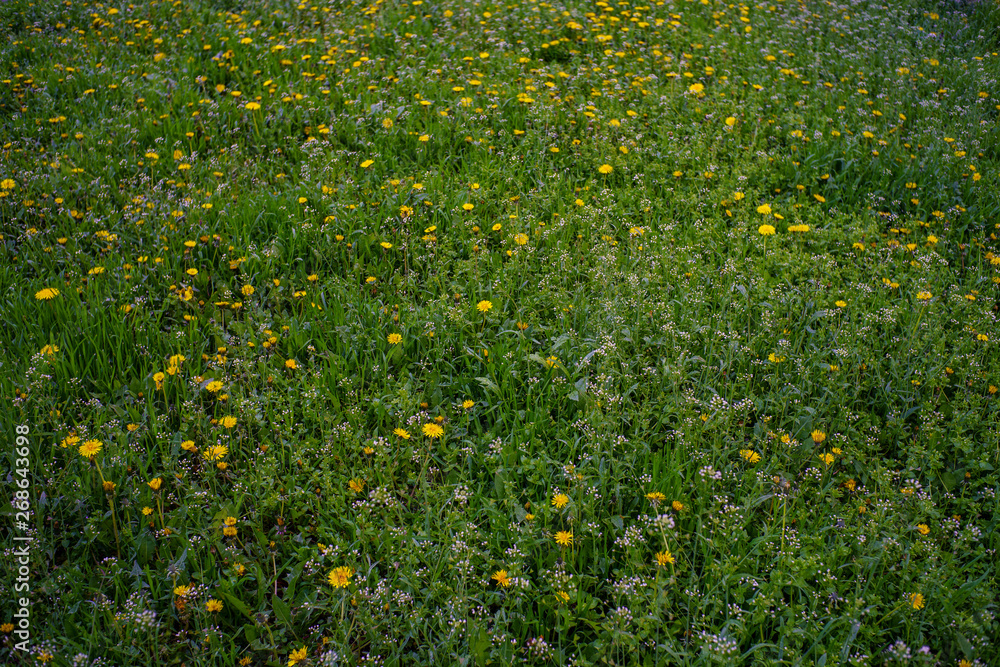 Field of yellow dandelions in green grass in a spring day, nature outdoor photography Field of yellow dandelions in green grass in a spring day, nature outdoor photography