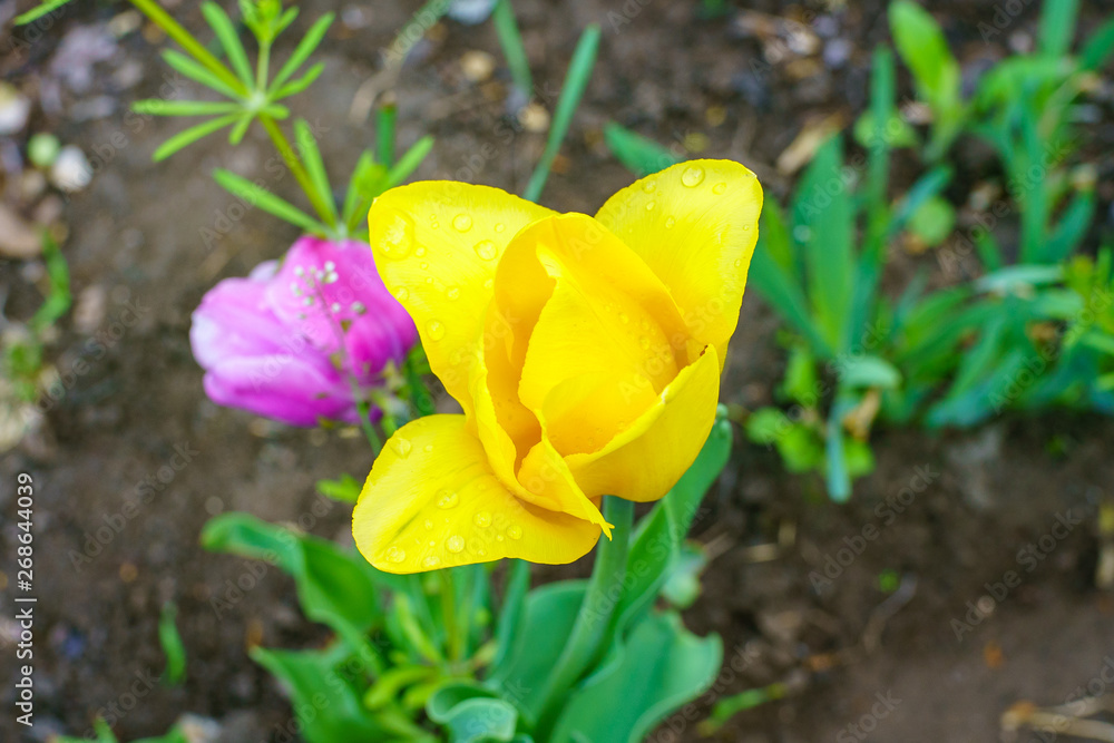 Yellow blooming tulip close up with drops on a petals after rain in spring Yellow blooming tulip close up with drops on a petals after rain in spring