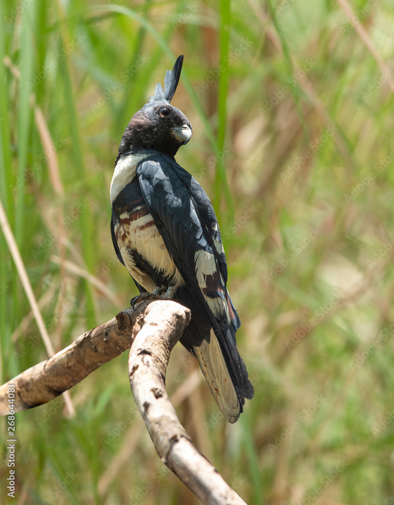 Naklejka premium Black baza perching on a branch