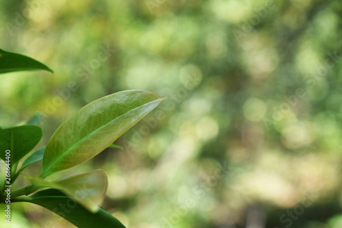 green leaves of tree