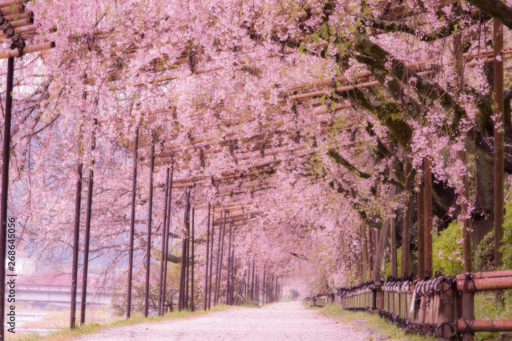 Tunnel-like weeping cherry blossoms on Nakaragi Path (Kamogawa River), Kyoto, Japan Tunnel-like weeping cherry blossoms on Nakaragi Path (Kamogawa River), Kyoto, Japan