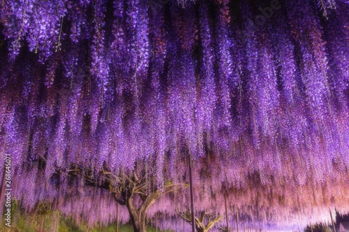 Wisteria illuminated at Byakugouji temple in Tamba, Hyogo prefecture, Japan photo