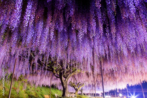 Wisteria illuminated at Byakugouji temple in Tamba, Hyogo prefecture, Japan