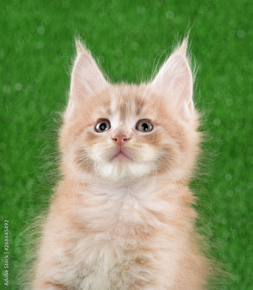 Maine Coon kitten