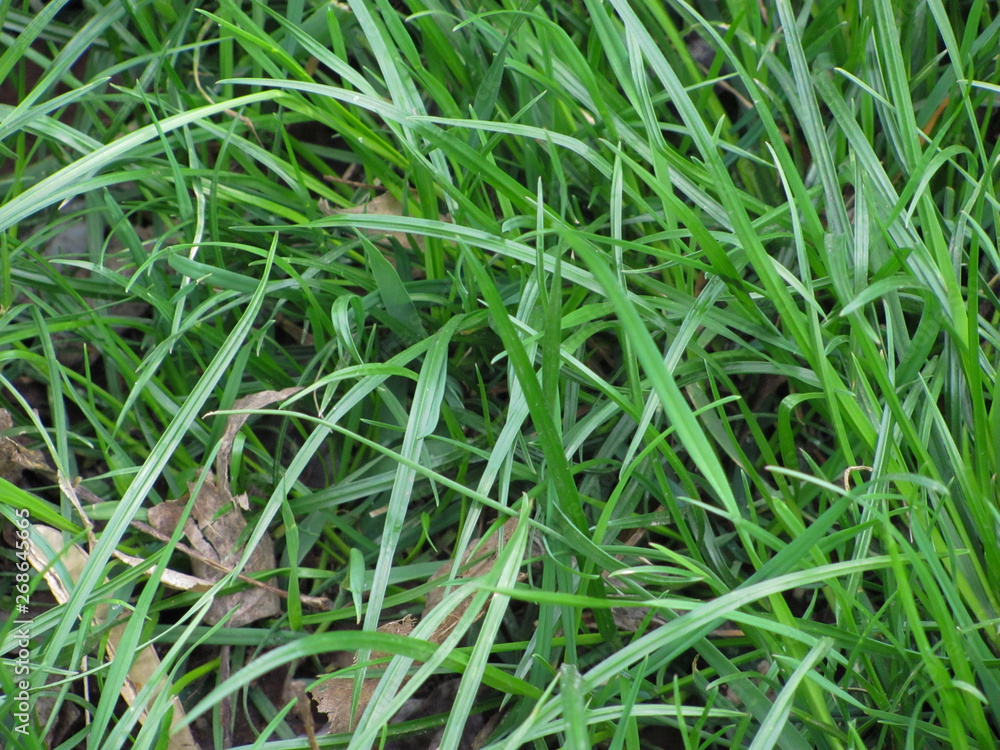 green grass background