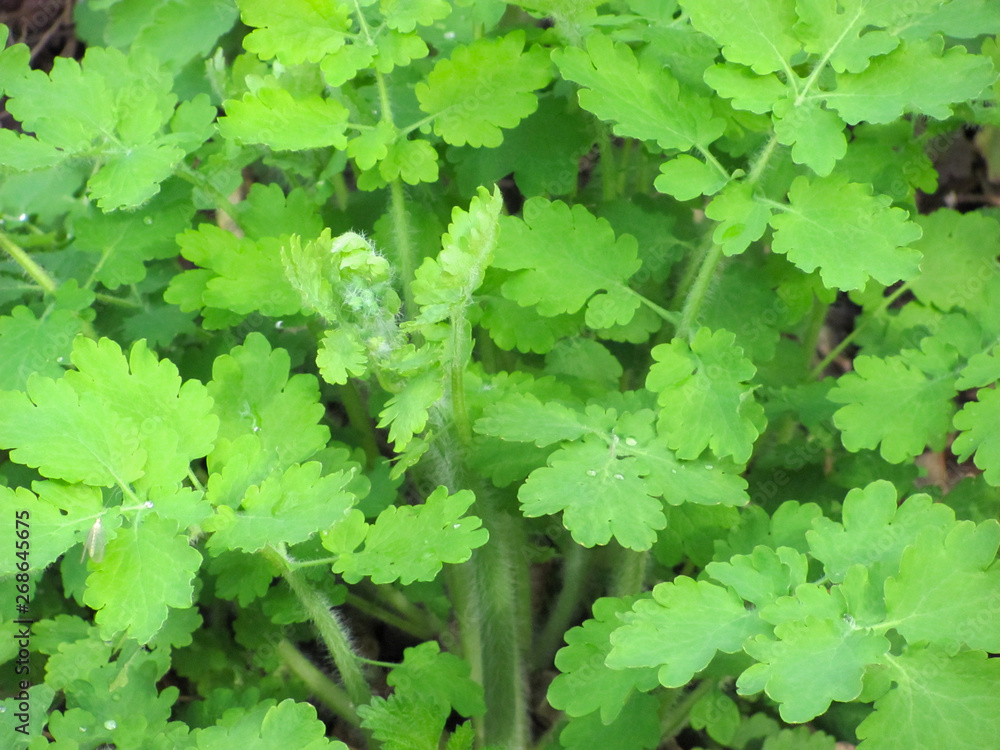 bright green celandine leaves background bright green celandine leaves background