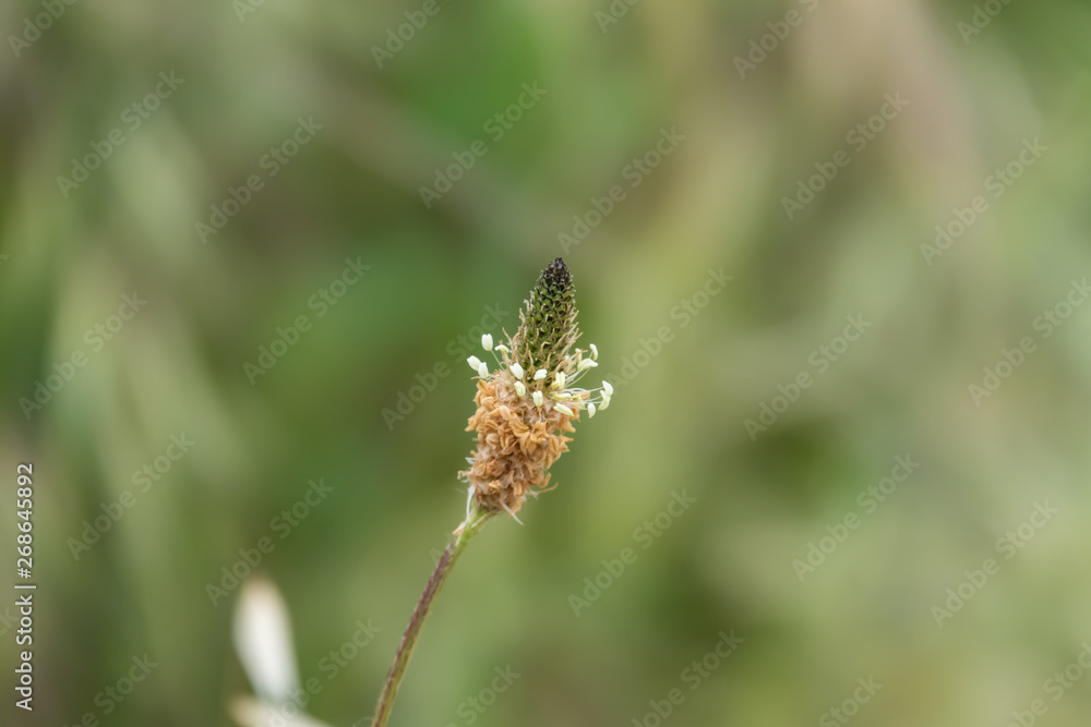 Plantain Inflorescence in Springtime Plantain Inflorescence in Springtime