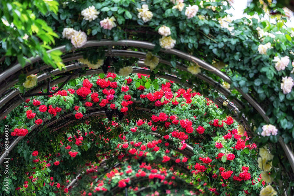 Fototapeta premium tunnel of roses