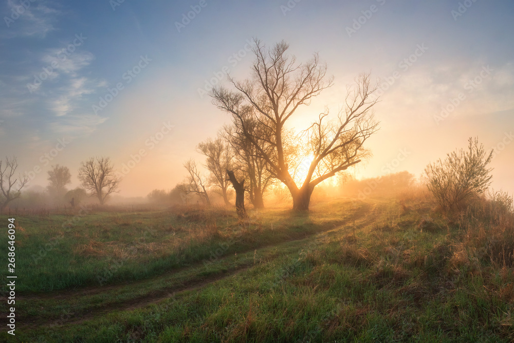 Foggy meadow with trees00 in sunny morning at sunrise. Spring nature landscape with trees on green meadow.