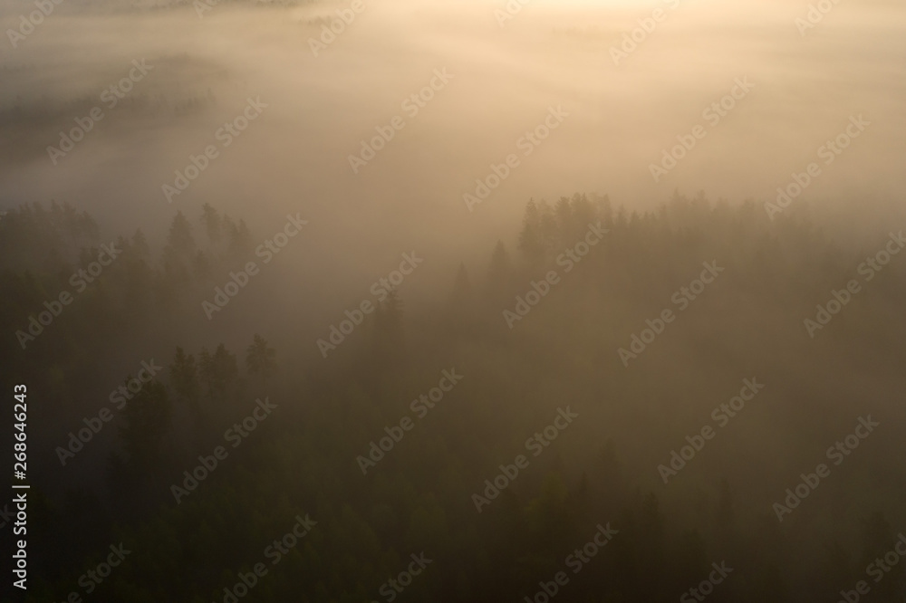 Foggy forest background. Misty morning forest nature landscape from above. Drone view fog woodland Foggy forest background. Misty morning forest nature landscape from above. Drone view fog woodland