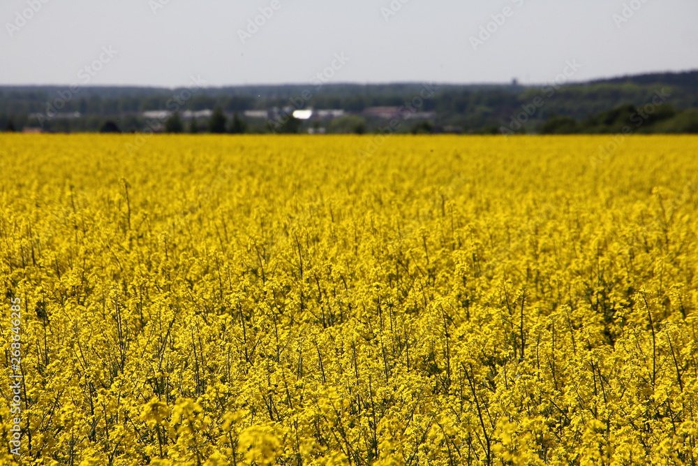 Yellow blossom canola field with forest on horizon background - sunny summer day farming landscape Yellow blossom canola field with forest on horizon background - sunny summer day farming landscape