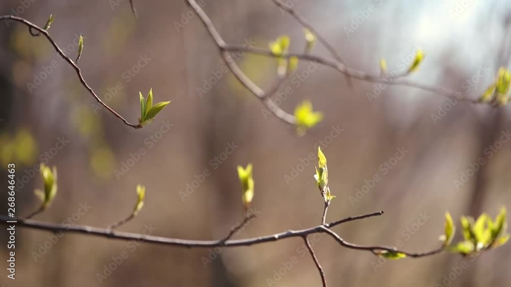 Young and blooming greens. Beautiful young shoots and blossoming leaves on the tree. Spring is beautiful. Very nice video and beautiful background Young and blooming greens. Beautiful young shoots and blossoming leaves on the tree. Spring is beautiful. Very nice video and beautiful background