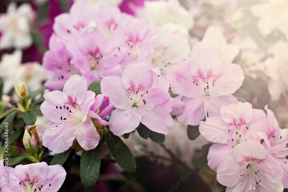 Azalea flowers. Pink azalea