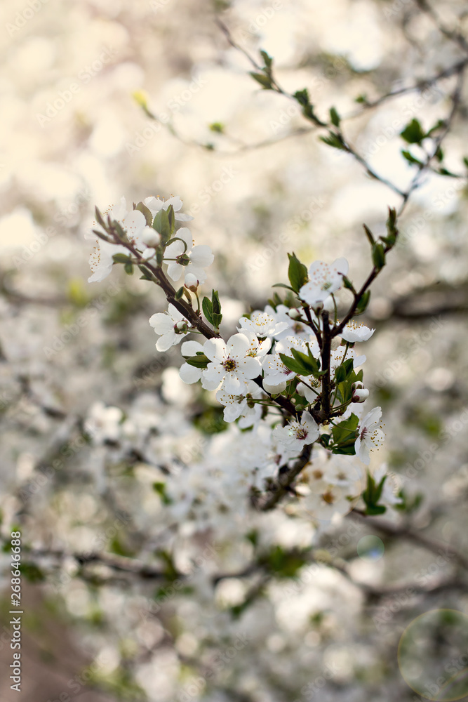 A blossoming tree is a plum. Flowering tree. A blossoming tree is a plum. Flowering tree.