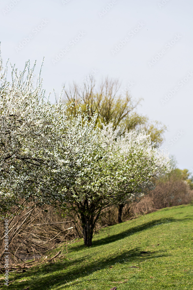 A blossoming tree is a peach. Flowering tree. A blossoming tree is a peach. Flowering tree.