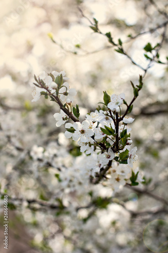 A blossoming tree is a plum. Flowering tree. © julialototskaya