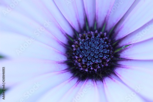 close up macro image of the small floral disc interior pollen carrying flowers in the centre of a colorful fresh daisy flower in a garden  New South Wales  Australia