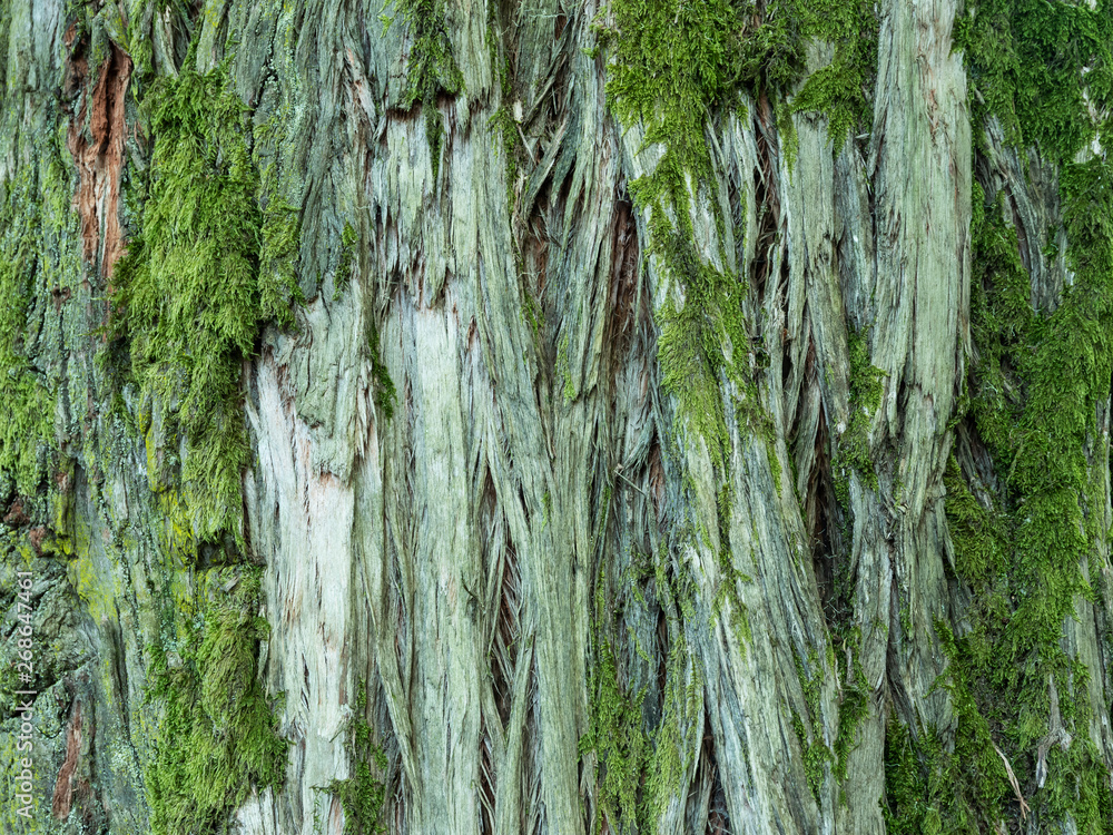 Obraz premium Tree bark background or texture pattern, abstract background and texture for design