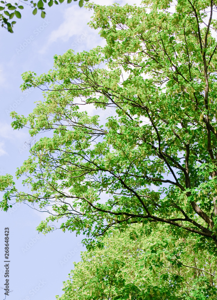 Fototapeta premium trees with green leaves and a blue sky on a sunny day
