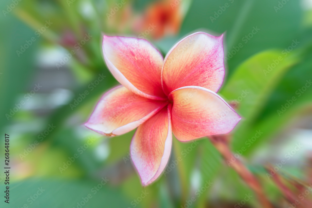 Obraz premium Beautiful frangipani flowers on a blurred background