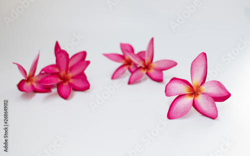 pink frangipani   plumeria flower isolated on white background   selective focus