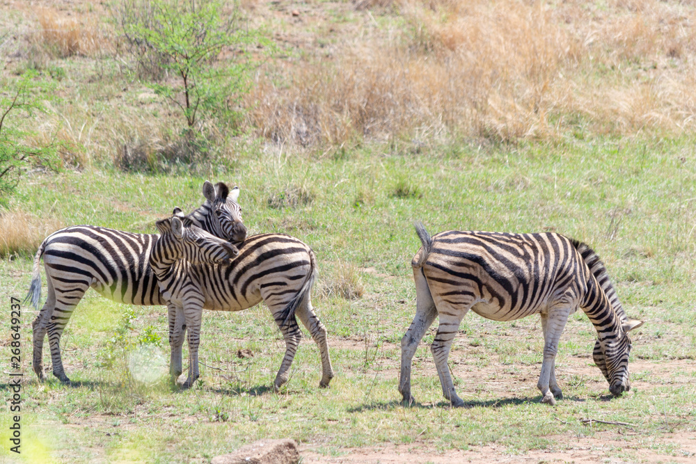 Zebras at the Pilanesberg National Park in Pilanesberg, South Africa Zebras at the Pilanesberg National Park in Pilanesberg, South Africa