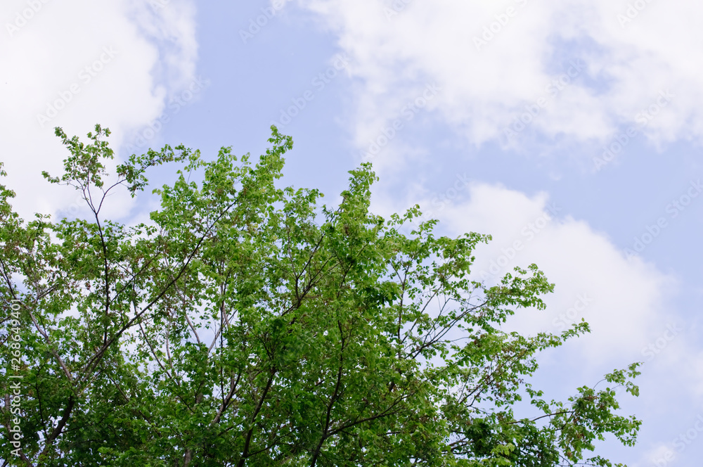 Fototapeta premium trees with green leaves and a blue sky on a sunny day