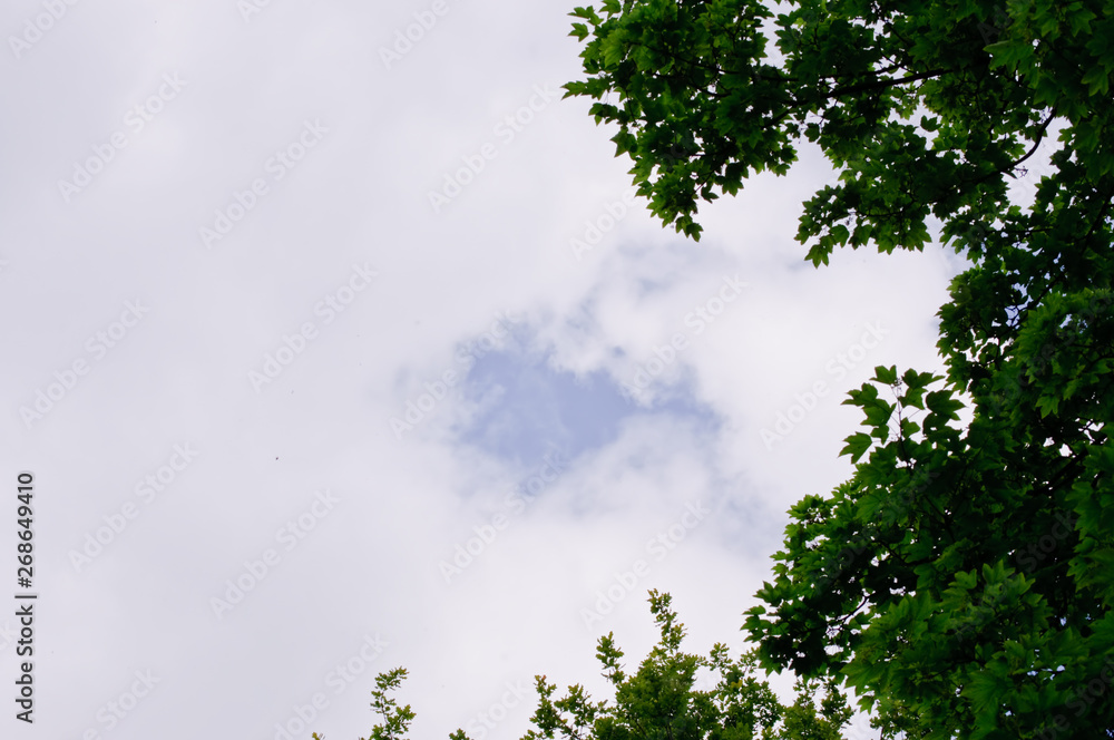 trees with green leaves and a blue sky on a sunny day trees with green leaves and a blue sky on a sunny day