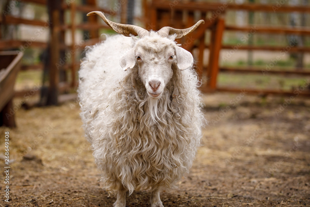 Obraz premium mammal