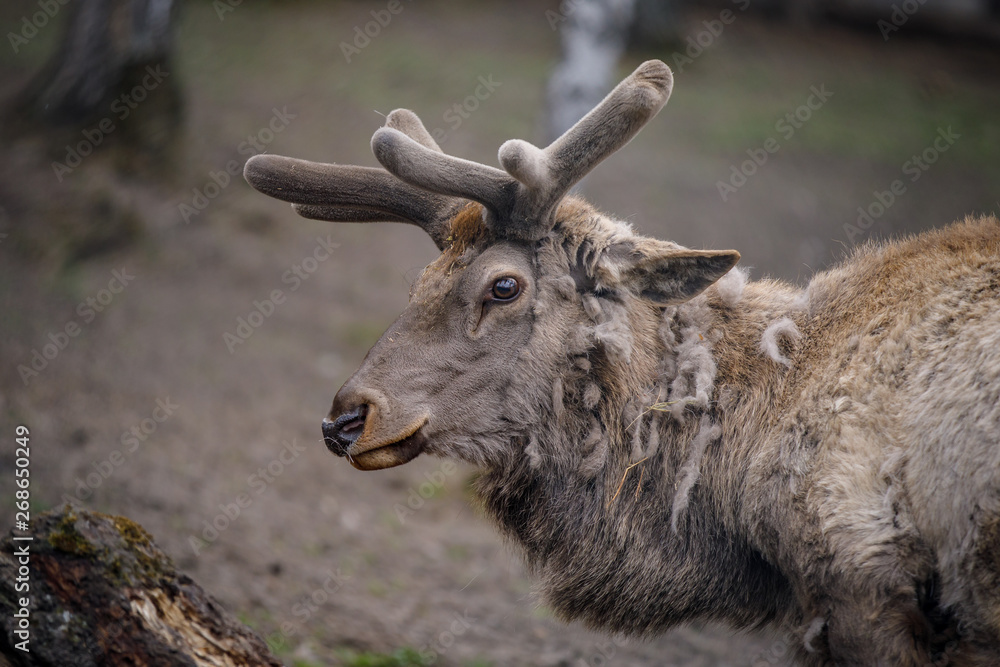 Obraz premium Noble deer