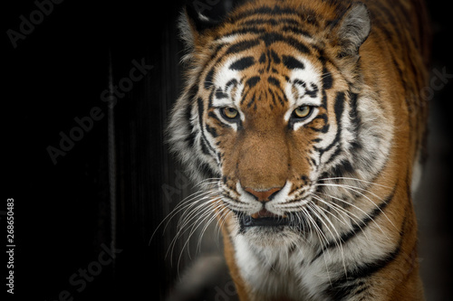 tiger © Александр Денисюк