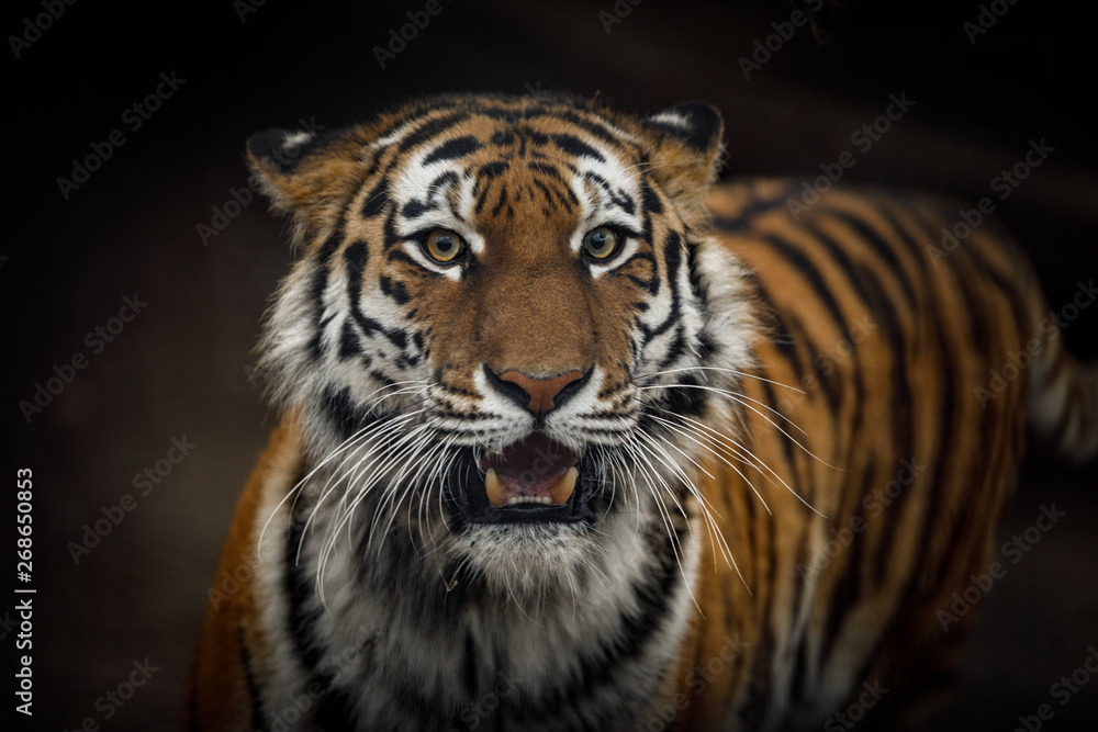 Naklejka premium tiger