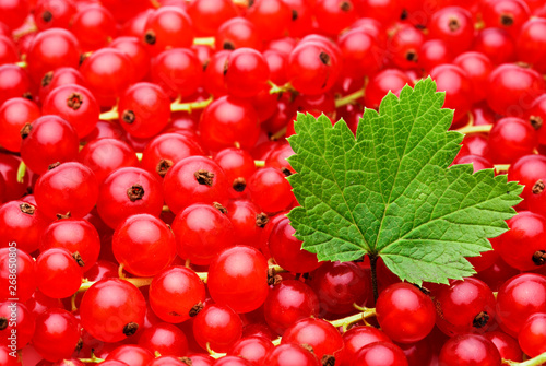 Johannisbeeren