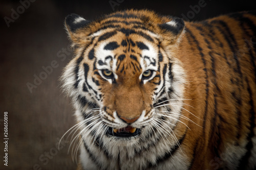 tiger © Александр Денисюк