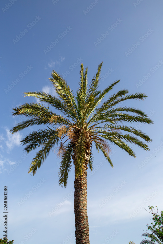 Naklejka premium Big green palm stands alone under the blue sky on a summer day.