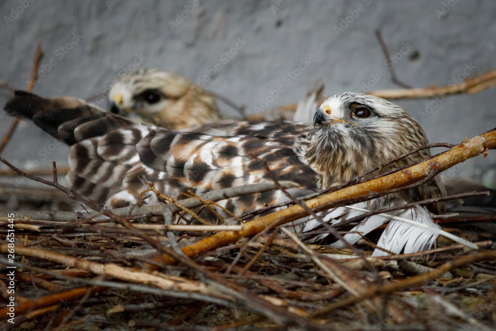 falcon falcon
