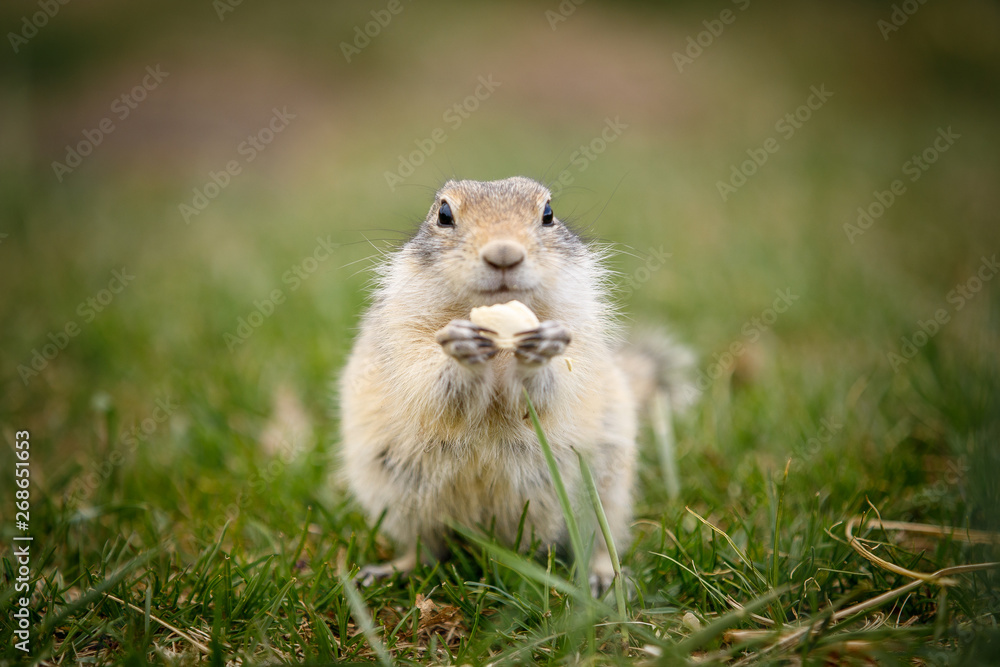 Obraz premium gopher