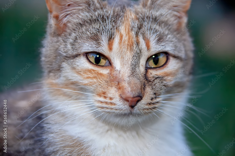 Cats and kittens on the Crimean coast. Cats and kittens on the Crimean coast.