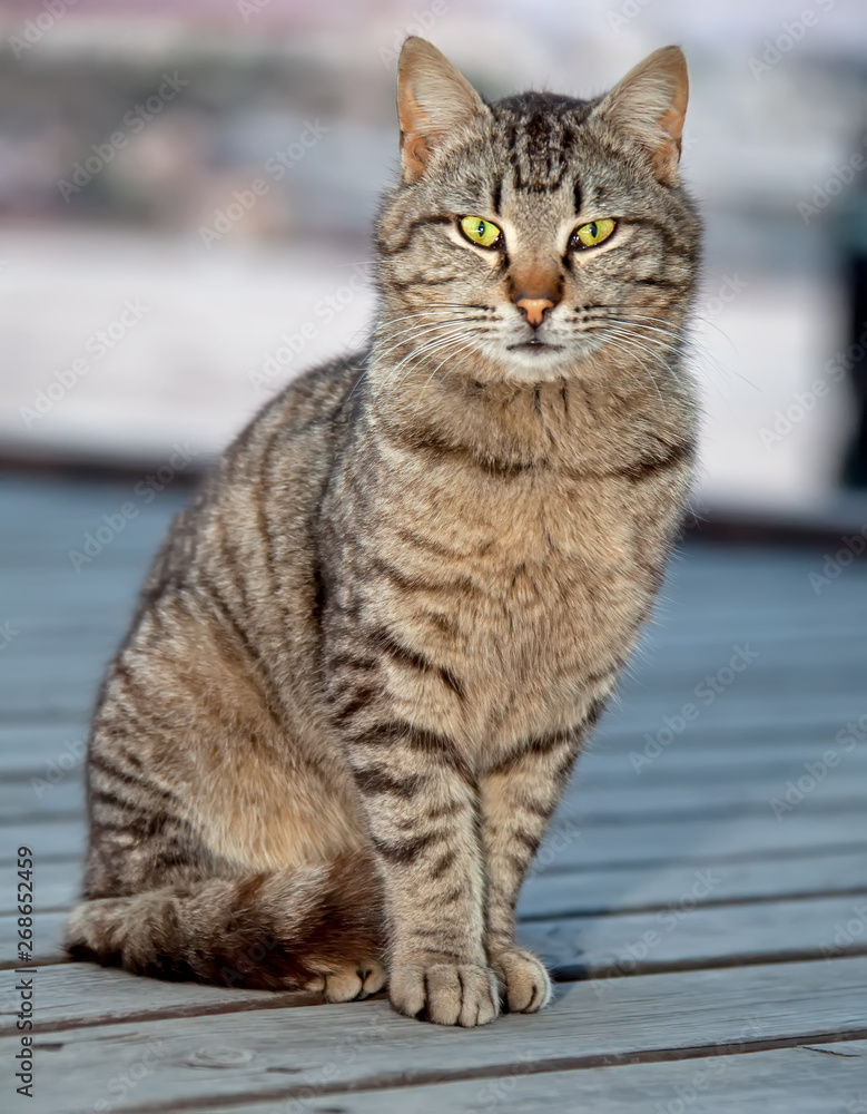 Obraz premium Cats and kittens on the Crimean coast.