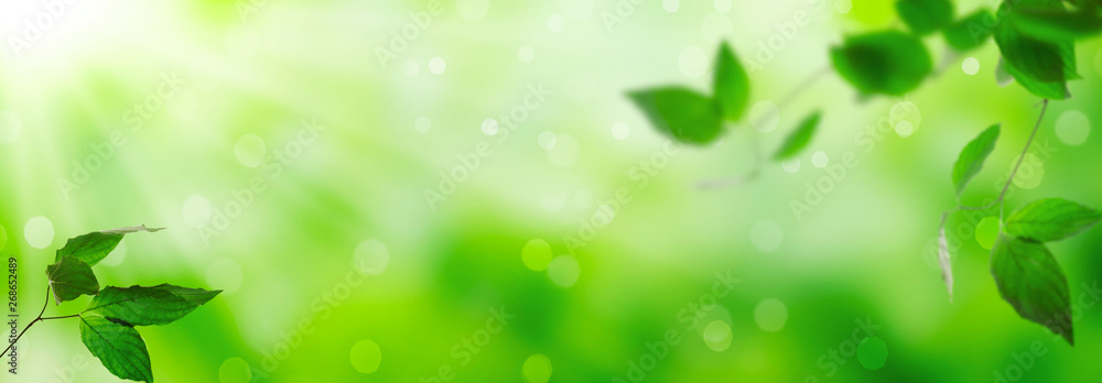 Fototapeta Świeża zieleń opuszcza na błyszczącym tle