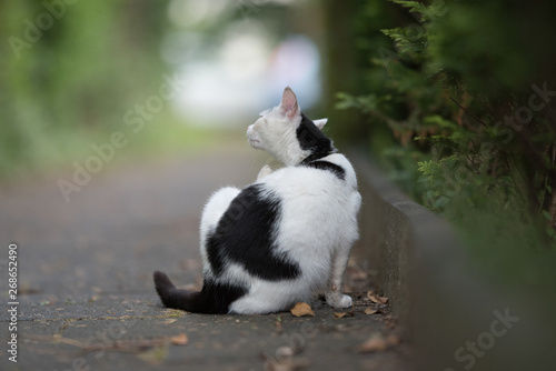 rear view of a black and white domestic shorthair cat scratching it's head on the sidewalk next to hedge