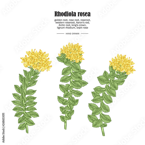 Rhodiola rosea or golden root branch isolated on white background. Medical and cosmetic herbs. Vector illustration hand drawn. photo