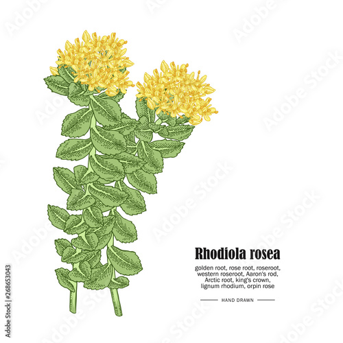 Rhodiola rosea or golden root branch isolated on white background. Medical and cosmetic herbs. Vector illustration hand drawn.