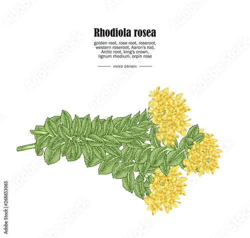 Rhodiola rosea or golden root branch isolated on white background. Medical and cosmetic herbs. Vector illustration hand drawn.