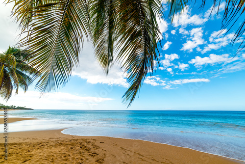 Palm trees by the sea in La Perle beach in Guadeloupe © Gabriele Maltinti