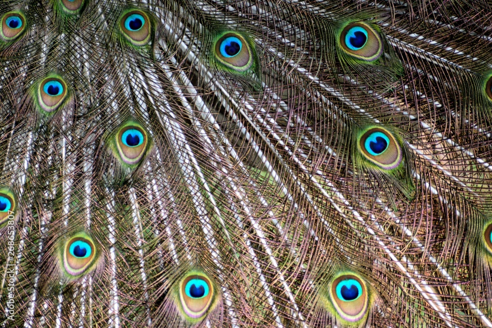 Obraz premium Vibrant color peacock feather patterns background