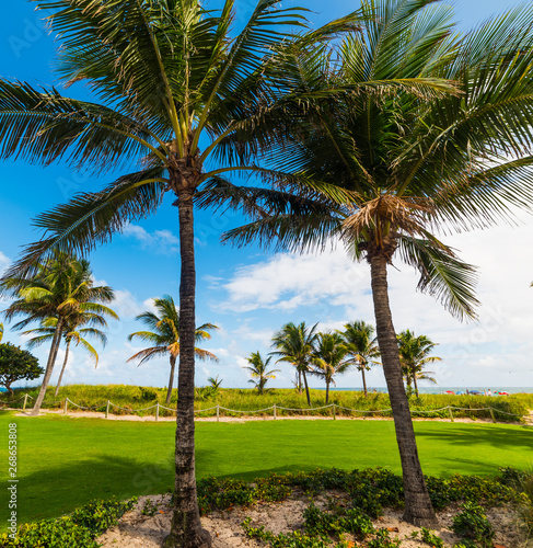 Palm trees in Pompano Beach shore on a clear day