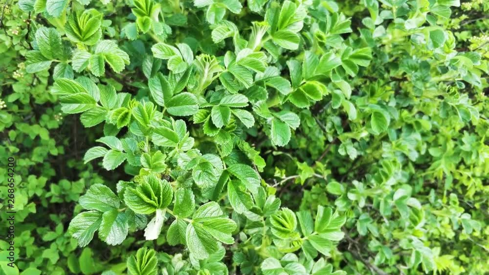 Young bush of a dog rose without fruits. Green rosehip leaves sway in the wind. Spring. Young bush of a dog rose without fruits. Green rosehip leaves sway in the wind. Spring.