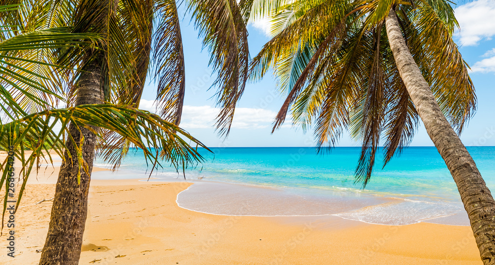 Palms in La Perle beach in Guadeloupe